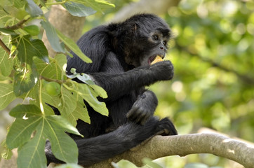 Black-headed spider monkey in tree