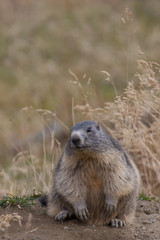 portrait of marmot