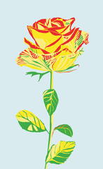 Rote rose erbl&uuml;ht