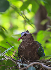 Emerald Dove(Green-winged Pigeon) bird