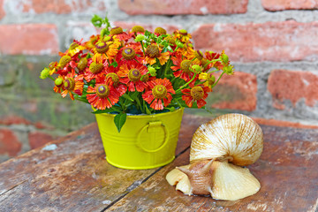 Bouquet of red flowers (Helenium) and giant snail (Achatina Reti