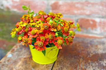 Bouquet of red flowers (Helenium) on the old  background