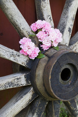 Roses and wagon wheel
