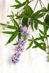 Mönchspfeffer (Vitex agnus-castus) - Ausschnitt auf Brett