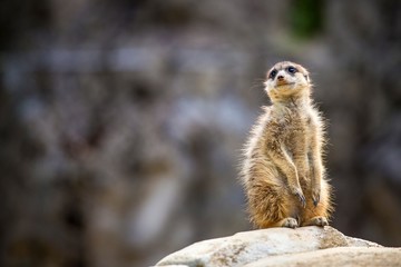 Fototapeta premium suricata