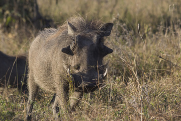 A portrait of a warthog in the African bush