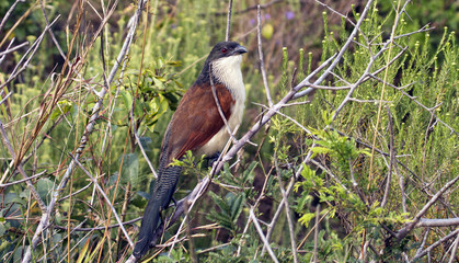 Burchell's Coucal