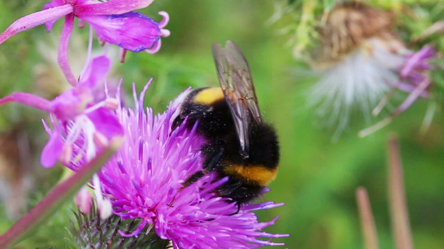 bumble-bee on thistle flower close-up macro