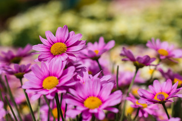 Obraz premium Colorful flowers