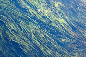 Algae in the river