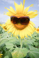 sunflower in field