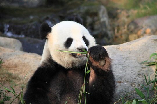 sniffing giant panda