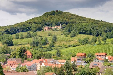 Fototapeta premium vignoble du palatinat