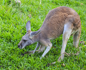 Beautiful young kangaroo in grass 