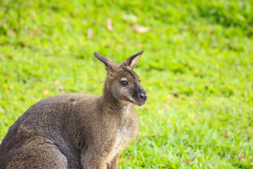 Naklejka na ściany i meble Beautiful young wallaby in grass