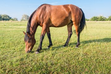 Fototapeta premium Grazing brown horse