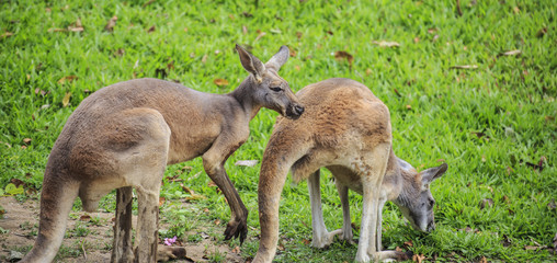 Naklejka na ściany i meble Beautiful young kangaroo in grass 