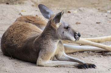 Beautiful young kangaroo in grass 