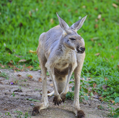 Naklejka na ściany i meble Beautiful young kangaroo in grass 