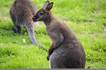 Beautiful young wallaby in grass