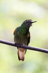 Hummingbird, valley de cocora, Colombia