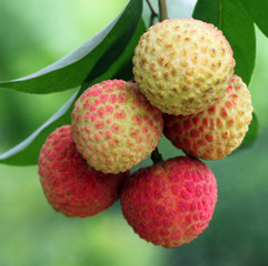 Close up of lychee on plant