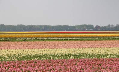 jardin de tulipes en hollande
