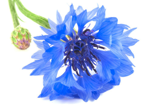 Fototapeta Single big bud of flower, wild vivid big blue cornflower