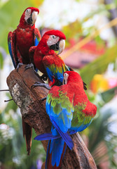Colorful macaws perching on a wood. 