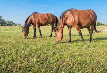 Obraz na płótnie Canvas Two horses eating together