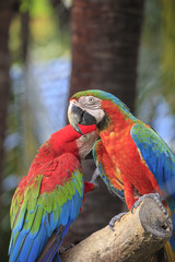 Colorful macaws perching on a wood. 