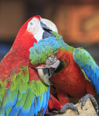 Colorful macaws perching on a wood. 