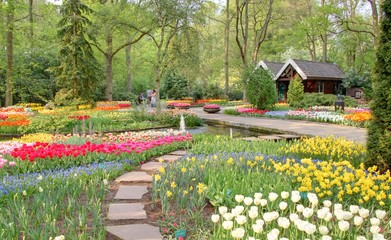 jardin de tulipes en hollande