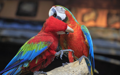 Colorful macaws perching on a wood. 