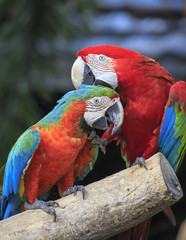 Colorful macaws perching on a wood. 