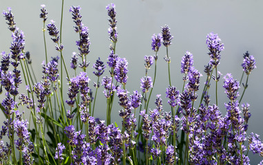 Lavendel; Lavendula; Lavendelblueten;
