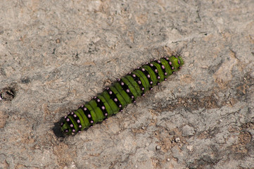 Big green caterpillar on a rock