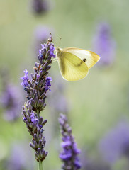 White butterfly on lavender