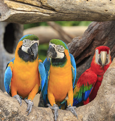 Colorful macaws perching on a wood. 