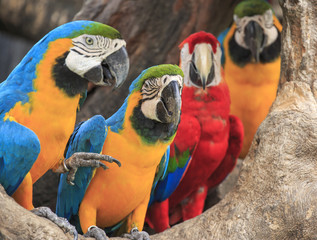 Colorful macaws perching on a wood. 