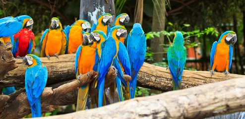 Fotobehang Macaw parrot © Photo Gallery