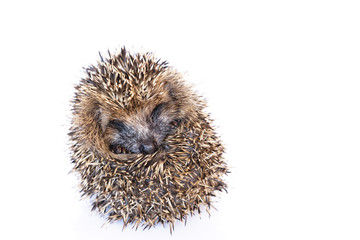 Obraz premium Young hedgehog curled up into a ball .Erinaceus europeus.