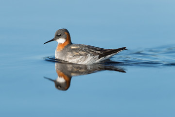 Odinshühnchen, Red-necked Phalarope, Phalaropus lobatus