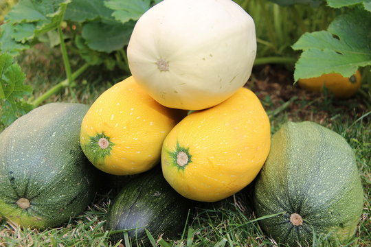 Courgettes