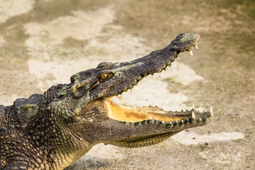 Crocodile with open mouth