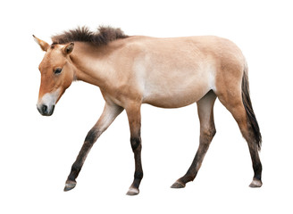 Young brown horse isolated on white background