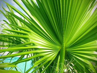 Obraz na płótnie Canvas Tekstury z zielonych liści palmowych
