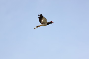 Obraz premium Black Seagull flying in the sky at high speed.