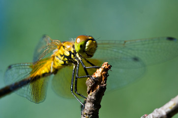 Dragonfly Perched on Twig