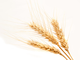 Wheat ears isolated on a white